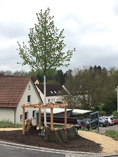 Am Scherisberg in Günzburg wurde eine neue Linde gepflanzt. Foto: Michael Lindner/ Stadt Günzburg