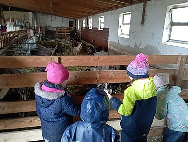 In Günzburg werden bei einer Erlebniswanderung Ziegen, Schweine und Rehe besucht. Foto: Ronja Mayer/Familienstützpunkt