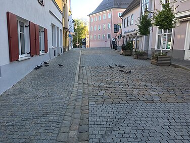 Stadttauben sind verwilderte Haustauben. Sie sind in allen Städten zuhause, wo sie in der Regel von nicht artgerechtem Futter leben. Foto: Christine Hengeler/Stadt Günzburg