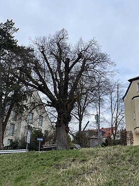 Die etwa 180 Jahre alte Linde am Scherisberg weist massive Schäden auf und muss gefällt werden. Foto: Michael Lindner/ Stadt Günzburg