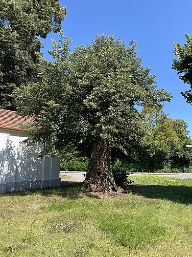 Die etwa 180 Jahre alte Linde am Stadtbach weist massive Schäden auf und muss gefällt werden. Foto: Michael Lindner/ Stadt Günzburg